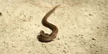 Turista morso da una vipera in spiaggia: il secondo caso in pochi giorni