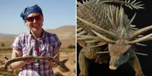 Scoperto un fossile di “dinosauro punk”: “Riscrive la storia dell’evoluzione”. Ecco cos’è lo Spicomellus