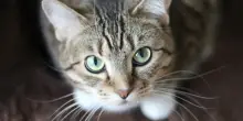 Gattino rimane con la testa incastrata in una bottiglia di vetro: “Era disperato”. L’incredibile salvataggio