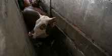Le violenze nei mattatoi di Buenos Aires e i rischi legati all’accordo Mercosur: l’inchiesta di Animal Equality