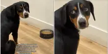 “Ci siamo dimenticati di dargli il comando e lui è rimasto lì così”: il video del cane immobile per 10 minuti davanti alla ciotola è virale