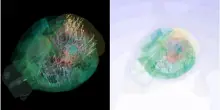 Il cervello si illumina come un “albero di Natale”: mappata l’attività neurale durante le decisioni