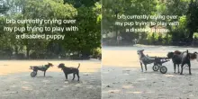 Il cane cerca di giocare con un cucciolo disabile: “Non gli importa dell’aspetto, vede solo un potenziale amico” – Video