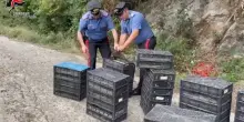 Scoprono 2.200 uccelli protetti imprigionati in un’auto diretta in Sicilia, i carabinieri li liberano: denunciato il conducente