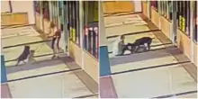 Morde un pitbull al collo per salvare il suo cane dalla violenta aggressione: il video choc