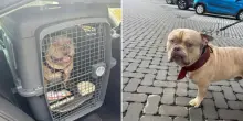 Non può imbarcare il cane in aereo, lo mette su un taxi e lo spedisce al rifugio: “Inammissibile, denunceremo per abbandono”