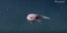 Occhi giganti, corpo rosa e corpo bitorzoluto, ecco il misterioso pesce lumaca: l’incredibile scoperta nelle profondità degli abissi – VIDEO