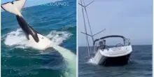 Branco di orche attacca una barca a vela, la ribalta e la fa affondare: le incredibili immagini dello speronamento