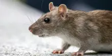 Il ratto sul volo sul Miami-Berlino diventa un caso scientifico: “Può diffondere pericolose malattie in tutto il mondo”