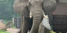 “Era troppo giovane, l’isolamento l’ha ucciso. Da 20 anni viveva completamente solo”: è morto Shankar, l’ultimo elefante africano nello zoo di Dehli