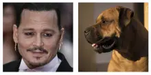Il cane di Johnny Depp ha sbranato due pecore: “Era a spasso quando si è liberato dal guinzaglio e le ha attaccate”