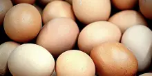 Le uova vanno tenute in frigo o fuori? La risposta (definitiva?): “Vanno tenute nella loro confezione, in frigorifero e con la punta rivolta verso il basso. Ecco come mai”