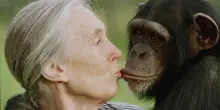 Jane Goodall avrebbe meritato il premio Nobel. L’ho incontrata e mi parlò in “scimpanzese”