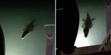 “Ho avuto paura. Di solito i coccodrilli sono curiosi, ma per tutta la notte in cinque hanno colpito la mia barca”: il racconto del navigatore Dave Hancock