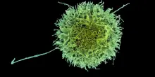 La nuova generazione di invisibili cellule killer del cancro, lo studio su Nature di Harvard e MIT