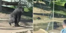 “È stato piuttosto spaventoso, sembrava un terremoto”: gorilla distrugge il vetro del suo recinto tra lo stupore dei visitatori