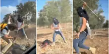 Cisgiordania, colono israeliano aggredisce a bastonate un’anziana palestinese durante la raccolta delle olive