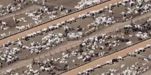 Le 45 maggiori aziende di carne e latticini emettono più gas serra dell’intera Arabia Saudita (cioè il 2° produttore di petrolio)