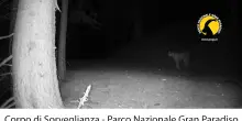 L’emozionante avvistamento di una lince nel Parco Nazionale Gran Paradiso: il felino si era estinto sulle Alpi. Il video