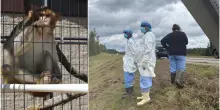 Tre scimmie da laboratorio in fuga dopo un incidente. Cinque esemplari uccisi “per errore”