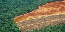 JBS, produce carne e disbosca l’Amazzonia
