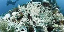 Osservatorio mondo: le notizie in breve