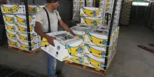 Sciopero delle banane, Chiquita licenzia migliaia di lavoratori