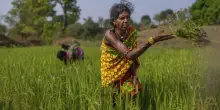 La biodiversità è vita ma è sotto attacco dell’Agroindustria