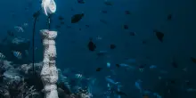 L’arte dell’eco marino