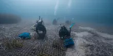 Elba, habitat marino a rischio: piantumate duemila posidonie