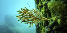 Gli Usa disertano la Conferenza dell’Onu sugli oceani