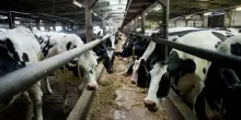 In Spagna abusi nell’industria lattiero-casearia