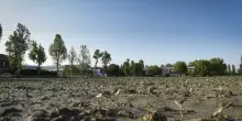 I danni della crisi climatica all’agricoltura italiana