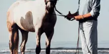 Marino Marini, tutto è calmo, di colpo l’angoscia
