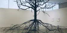 Se alberi e esseri umani si abbracciano