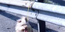 Animali abbandonati, l’Italia ad alta crudeltà