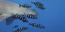 Nuotando tra le bellezze marine circondati da creature incantevoli