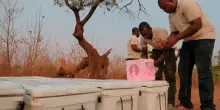 Il Burkina Faso caccia le zanzare Ogm
