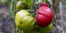 Dalla parte del pomodoro