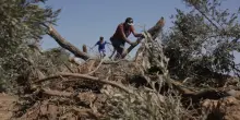 Ripartire dal cibo, testimonianze dalla Cisgiordania