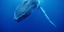 Osservatorio Mondo: le notizie in breve