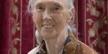 Jane Goodall, regina della etologia e della giungla