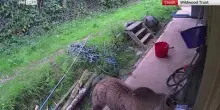 Uk, orsi in fuga si addormentano dopo aver mangiato miele