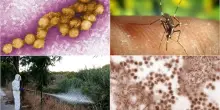 West Nile, dai sintomi alle cure: cosa sapere sul virus trasmesso dalla zanzara