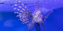 Pesce scorpione avvistato in Salento, le specie aliene nei mari italiani