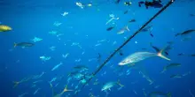 Giornata mondiale degli oceani, cos'è e perché si celebra: le iniziative