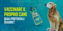 Vaccinazioni per cani: come proteggere loro e noi