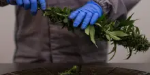 Cannabis, il nuovo farmaco funziona sul dolore cronico: lo studio