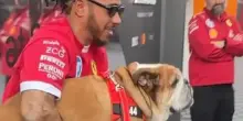 F1, GP Gran Bretagna: con Hamilton anche il bulldog Roscoe nel box Ferrari. VIDEO