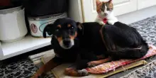 Divorzi, come funziona la gestione degli animali domestici in tribunale? Cosa sapere